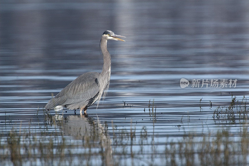 大蓝鹭(Ardea herodias)